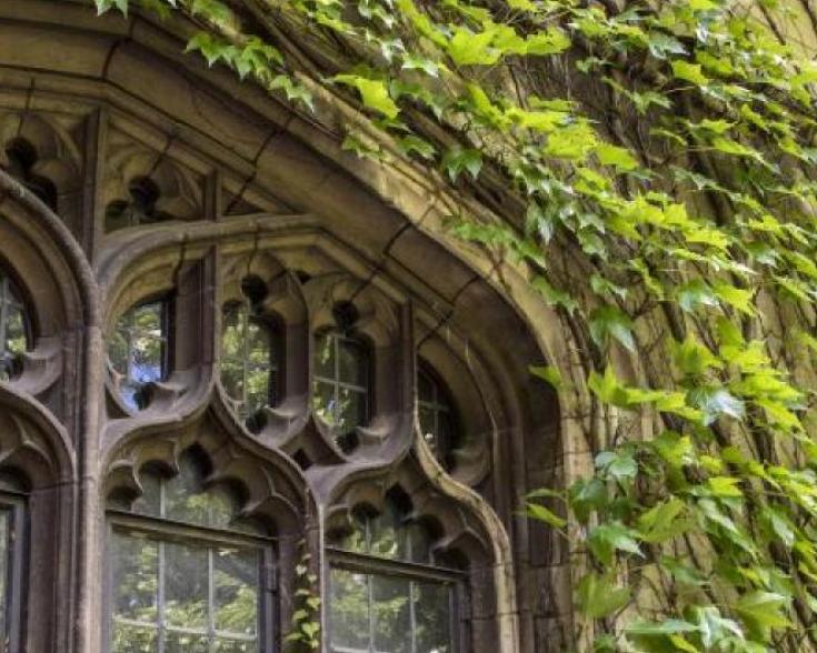 Building windows covered in ivy 